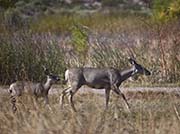 Picture/image of Bosque del Apache