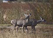 Picture/image of Bosque del Apache