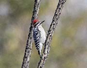 Picture/image of Ladder-backed Woodpecker