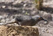 Picture/image of Curve-billed Thrasher