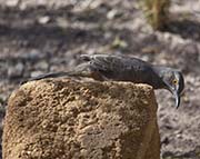 Picture/image of Curve-billed Thrasher