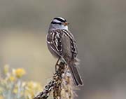 Picture/image of White-crowned Sparrow