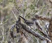 Picture/image of Bewick's Wren