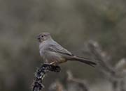 Picture/image of Canyon Towhee