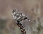 Picture/image of House Finch