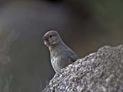 Picture/image of Canyon Towhee