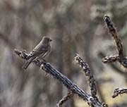 Picture/image of Cassin's Finch
