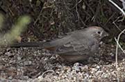 Picture/image of Canyon Towhee