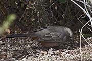 Picture/image of Canyon Towhee