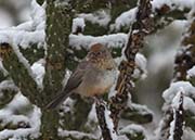 Picture/image of Canyon Towhee