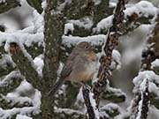 Canyon Towhee