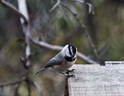 Picture/image of Mountain Chickadee