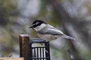 Picture/image of Mountain Chickadee