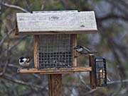 Picture/image of Mountain Chickadee