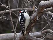 Picture/image of Downy Woodpecker