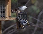 Picture/image of White-breasted Nuthatch
