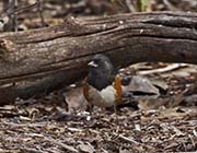 Picture/image of Spotted Towhee