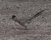 Greater Roadrunner