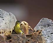 Picture/image of Lesser Goldfinch