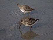 Picture/image of Long-billed Dowitcher
