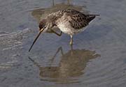 Picture/image of Long-billed Dowitcher