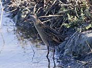 Picture/image of Virginia Rail