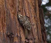 Picture/image of Brown Creeper