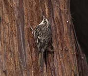 Picture/image of Brown Creeper