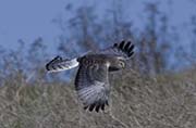 Picture/image of Northern Harrier