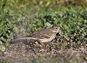 Picture/image of American Pipit