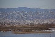Picture/image of Sacramento Wildlife Refuge