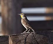 Picture/image of Western Meadowlark