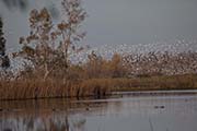 Picture/image of Gray Lodge Wildlife Area