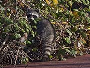Picture/image of Gray Lodge Wildlife Area