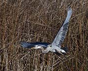 Picture/image of Great Blue Heron