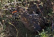 Picture/image of Ridgway's Rail