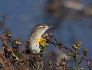 Picture/image of Marsh Wren