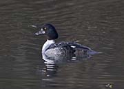 Picture/image of Common Goldeneye