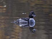 Picture/image of Common Goldeneye