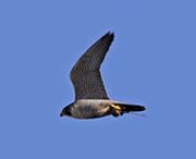 Picture/image of Peregrine Falcon