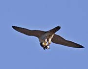 Picture/image of Peregrine Falcon