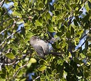 Picture/image of Wrentit