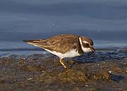 Picture/image of Semipalmated Plover