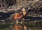 Picture/image of Cinnamon Teal