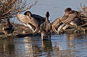Picture/image of Northern Pintail