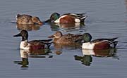 Picture/image of Northern Shoveler