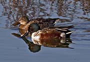 Picture/image of Northern Shoveler