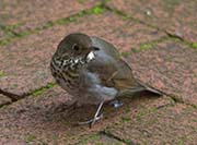 Picture/image of Hermit Thrush