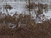 Picture/image of Greater Yellowlegs