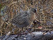 Picture/image of Ridgway's Rail
